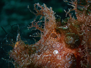 Redish Weedy Scorpionfish, Roter Tentakel Drachenkopf (Rhinopias frondosa) 