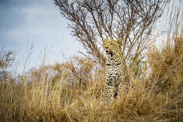 leopard in kruger national park, mpumalanga, south africa 10