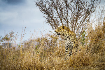 leopard in kruger national park, mpumalanga, south africa 11