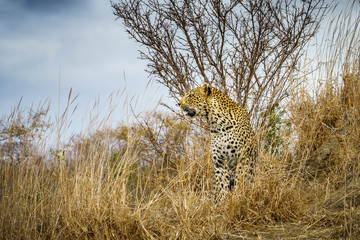 leopard in kruger national park, mpumalanga, south africa 12