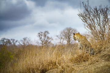 leopard in kruger national park, mpumalanga, south africa 54