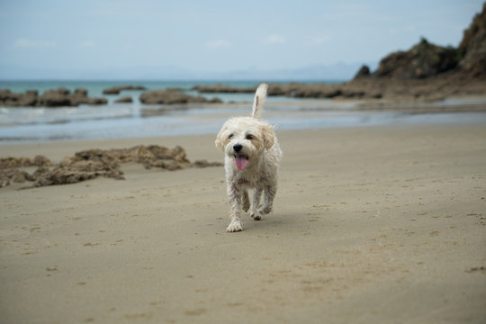 Cute cavachon dog on a beach.