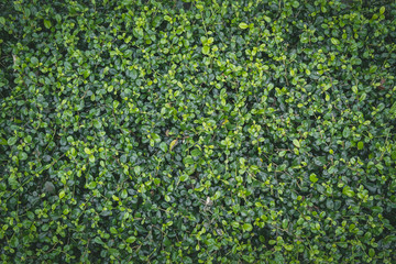Wall full green leaf topical plants for background use.
