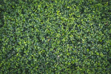 Rolgordijnen Wall full green leaf topical plants for background use. © mrwinn