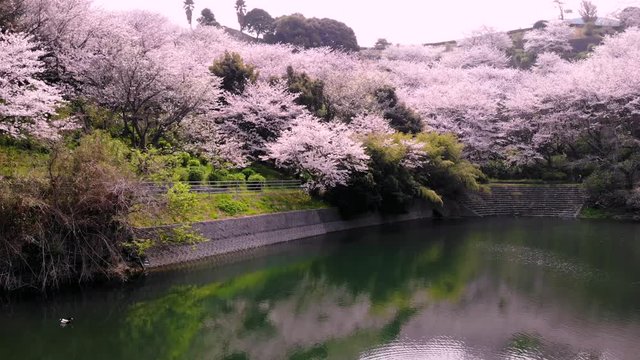 ふたみ潮風ふれあい公園の桜をドローンで空撮