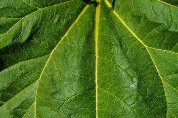 Teilauschnitt vom Rhabarberblatt