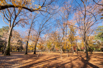 井の頭恩賜公園
