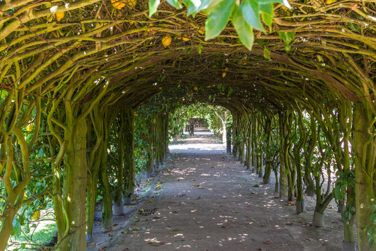 Among the Lemon Trees