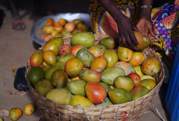 Placing Ripe Mangoes Into A Big Basket Getting Them Ready For Sale On The Local Market 