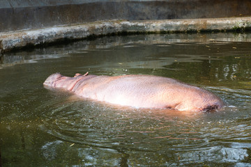 Animals in New Delhi's zoo, India.