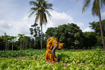 Two Women Farmers Working In A Salad Plantation In A West African Rural Community © Riccardo Niels Mayer