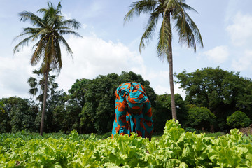 One West African Woman Farmer Carefully Picking Up Weeds In A Lettuce Salad Field