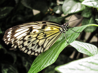 Large tree nymph butterfly at Botanical Garden in Montreal, Canada