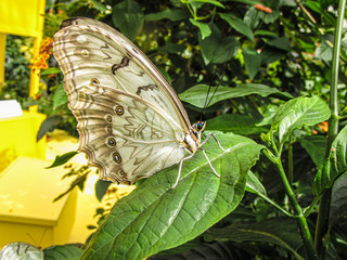 White morpho butterfly at Botanical Garden in Montreal, Canada