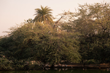 Animals in New Delhi's zoo, India.