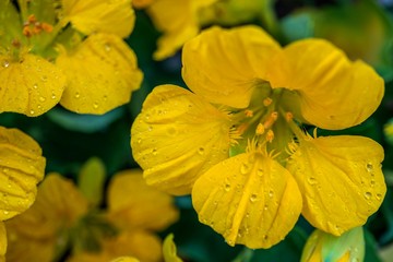 水滴が付いたキンレンカのマクロ写真／Tropaeolum majus