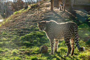 Cheetah or leopard in the zoo park under the sun