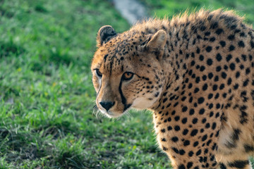 Naklejka na ściany i meble Cheetah or leopard in the zoo park under the sun