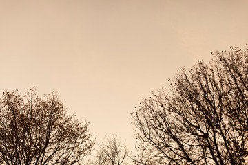 Obraz na płótnie Canvas Lone tree against a cold autumn sky