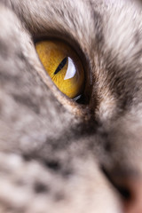 Yellow eye of a gray striped cat close-up. Macro photo. The concept of pets. Scottish fold cat. Vertical photo.