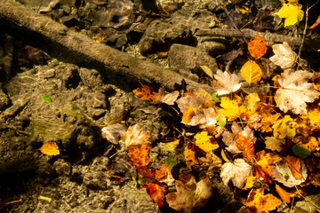 Autumn leaves in glittering water