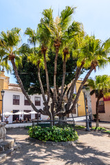 Wonderful Palm Tree With Several Cups In A Square In The Center Of Icod De Los Vinos. April 14, 2019. Icod De Los Vinos, Santa Cruz De Tenerife Spain Africa. Travel Tourism Street Photography.