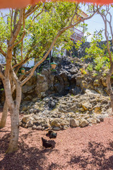Chickens Pecking The Volcanic Land In A Square In The Center Of Icod De Los Vinos. April 14, 2019. Icod De Los Vinos, Santa Cruz De Tenerife Spain Africa. Travel Tourism Street Photography.