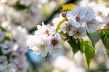 Beautiful pink sakura (cherry) blossom, selected focus 