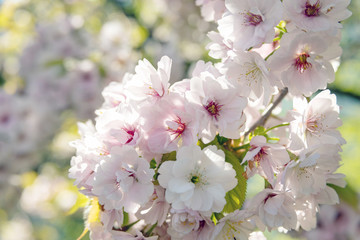 Beautiful pink sakura (cherry) blossom, selected focus 