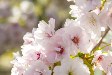 Beautiful pink sakura (cherry) blossom, selected focus 