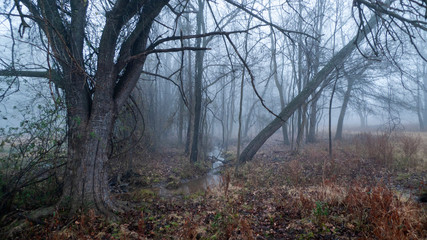 Forest in the fog with small creek