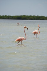 Wild flamingoes in Rio Lagartos in Mexico