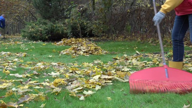 People rake leaves in autumnal park. 4K