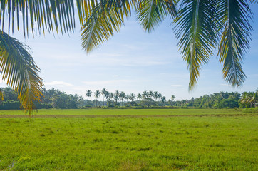 Obraz premium landscape tropics Asia palm trees against the background of the blue sky