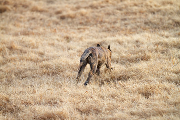 Puppy running away fast
