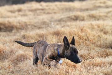 Puppy running around outdoors wearing a collar, brindle camouflage 