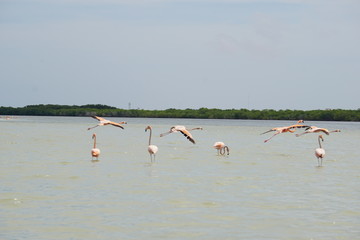 Wild flamingoes in Rio Lagartos in Mexico