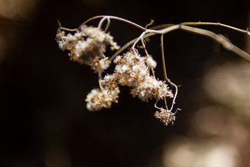 Dried winter flowers with a dark background