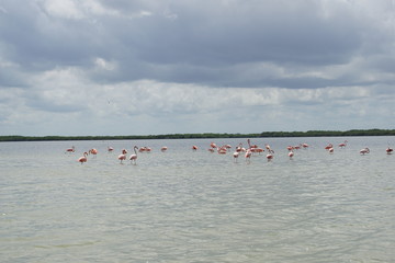 Wild flamingoes in Rio Lagartos in Mexico