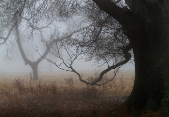 Twisted old trees in the fog
