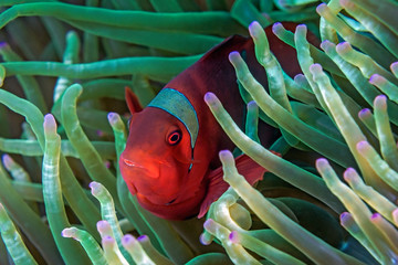 Red anemone fish -Indonesia Banda