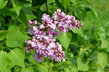 Lilac flowers blooming with fragrant petals signaling spring has come. Spring purple background of nature.