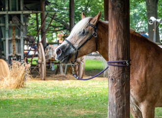 Horse tied to Post