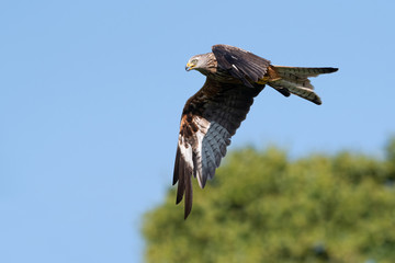 Red Kite (Milvus milvus) flying through a clear blue summer sky