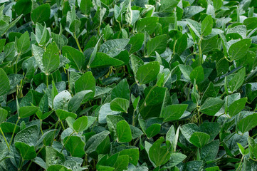 Field of Green Soybeans