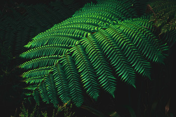 Fototapeta na wymiar View of silver fern frond on dark background