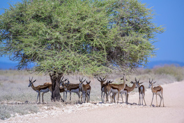 Springböcke suchen Schutz vor den Mittagshitze, Etosha Nationalpark, Namibia