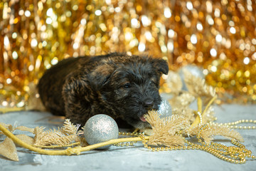 Scottish terrier puppy posing. Cute black doggy or pet playing with Christmas and New Year decoration. Looks cute. Studio photoshot. Concept of holidays, festive time, winter mood. Negative space.