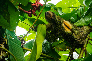 Sloth in La Fortuna, Costa Rica © Bianca
