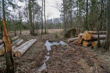 Fototapeta premium Impassable forest road of mud and clay, offroad. Very bad road, mud and water, you can not pass..